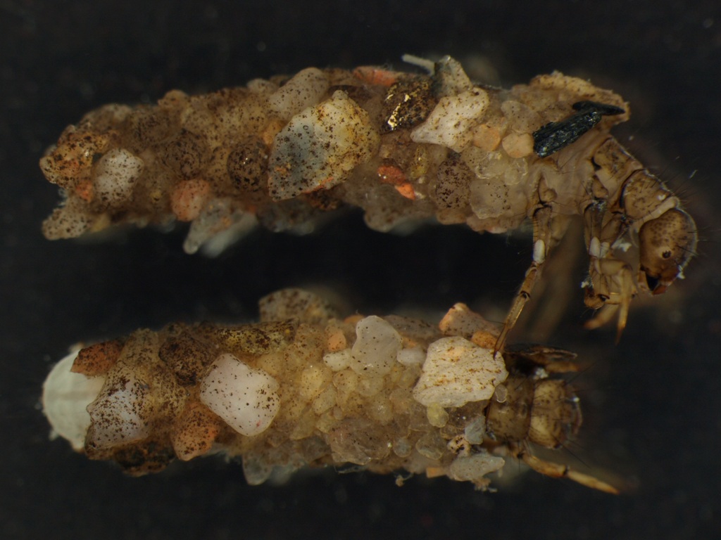Micropterna lateralis 1